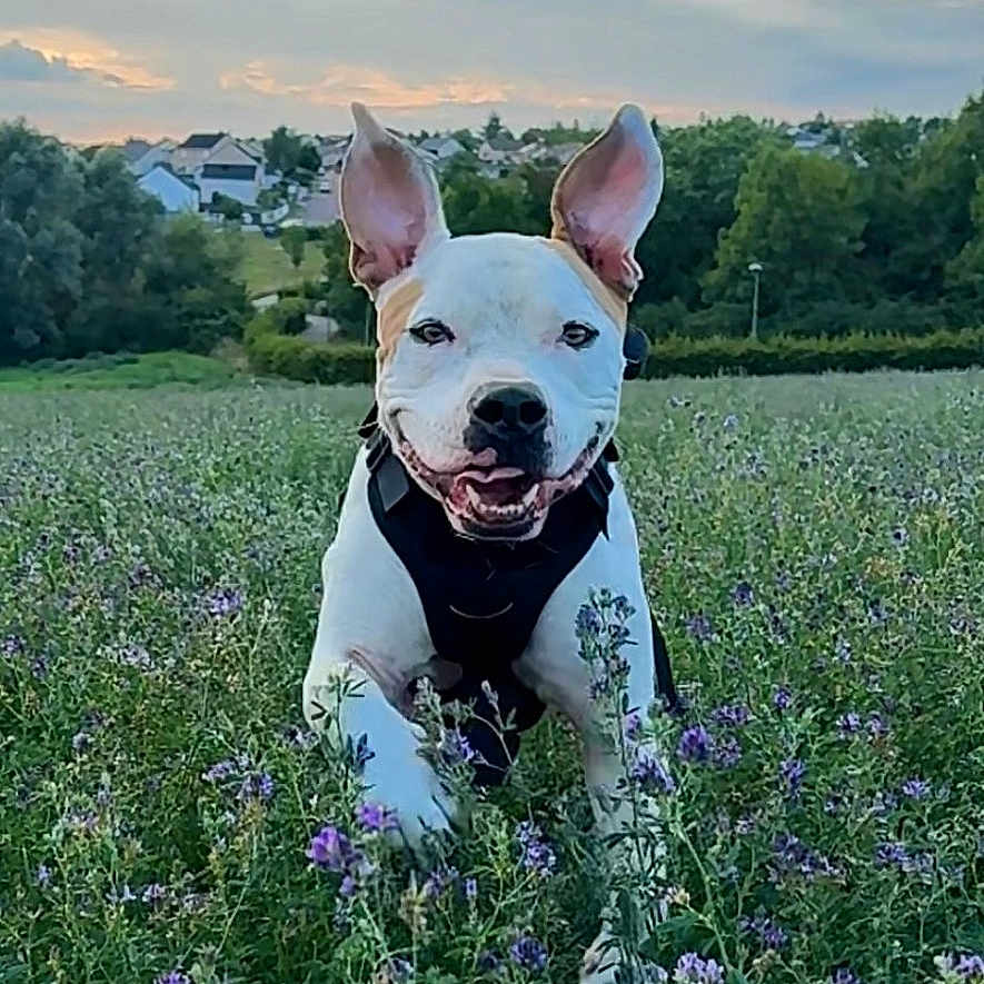 Toby participe au concours pour gagner de l'argent avec cette photo : adventure, animal, canine, clouds, dog, ears, field, flowers, grass, greenery, happy, landscape, nature, outdoor, pet, playful, purple_flowers, sky, smiling, sunset