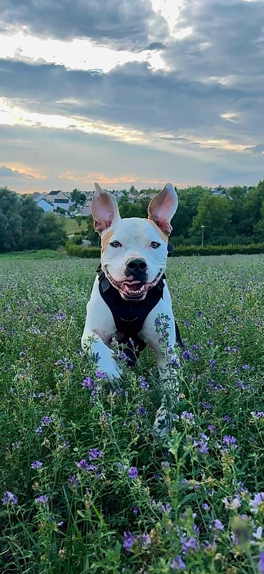 Toby participe au concours pour gagner de l'argent avec cette photo : dog, animal, field, flowers, purple_flowers, grass, outdoor, nature, sky, clouds, sunset, happy, pet, ears, canine, greenery, landscape, playful, adventure, smiling