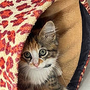 Ayla a rejoint le concours — aidez-le/la à gagner de superbes lots ! kitten, cat, feline, pet, animal, cute, fur, whiskers, eyes, paws, indoor, cozy, bed, leopard_print, curious, small, young, playful, resting, soft