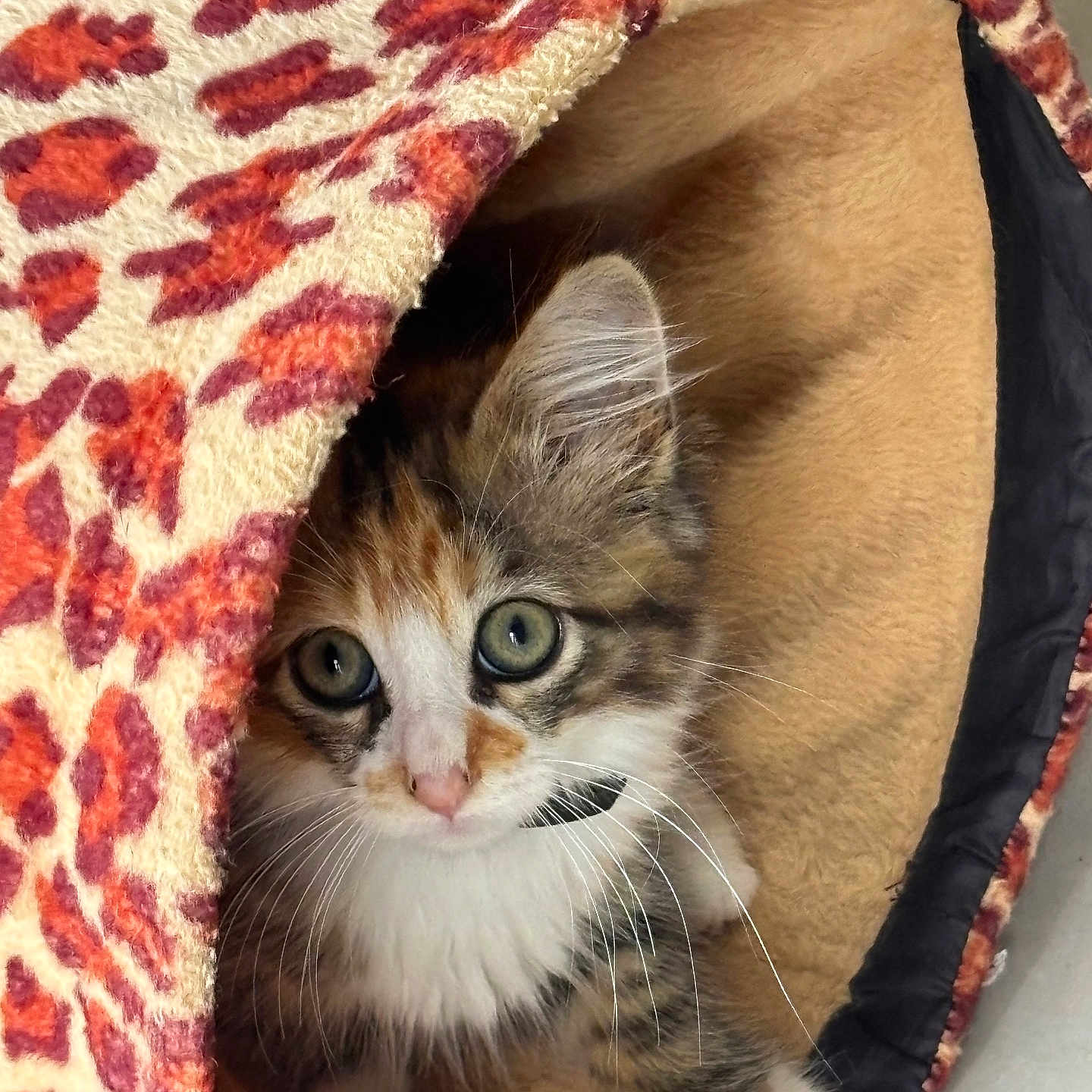 Ayla a rejoint le concours — aidez-le/la à gagner de superbes lots ! animal, bed, cat, cozy, curious, cute, eyes, feline, fur, indoor, kitten, leopard_print, paws, pet, playful, resting, small, soft, whiskers, young