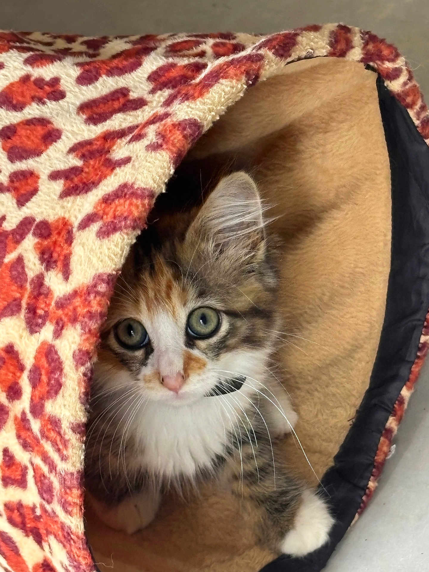 Ayla a rejoint le concours — aidez-le/la à gagner de superbes lots ! kitten, cat, feline, pet, animal, cute, fur, whiskers, eyes, paws, indoor, cozy, bed, leopard_print, curious, small, young, playful, resting, soft