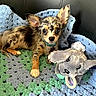 dog, puppy, chihuahua, blanket, crocheted_blanket, plush_toy, stuffed_animal, cute, pet, animal, small_dog, indoor, cozy, fur, ears, toy, resting, looking, collar, brown