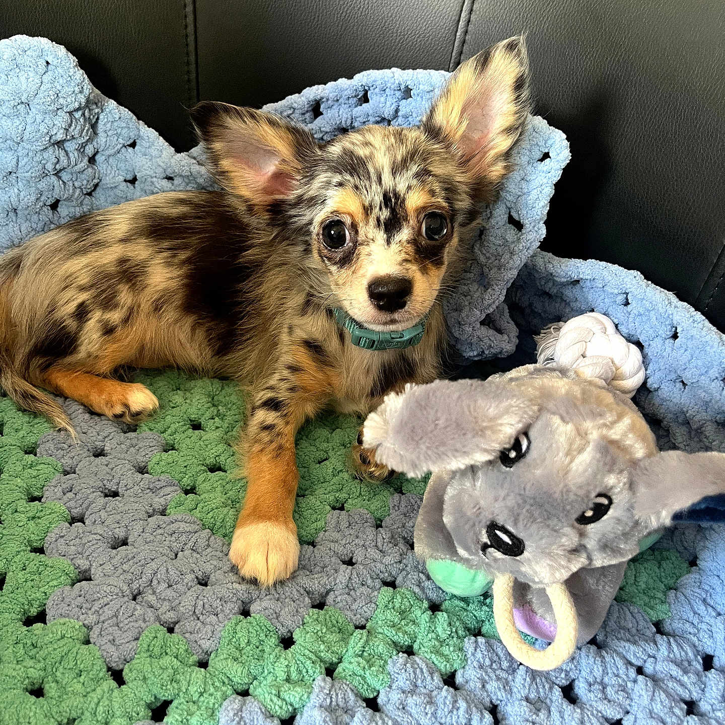 Aïko a rejoint le concours — aidez-le/la à gagner de superbes lots ! dog, puppy, chihuahua, blanket, crocheted_blanket, plush_toy, stuffed_animal, cute, pet, animal, small_dog, indoor, cozy, fur, ears, toy, resting, looking, collar, brown