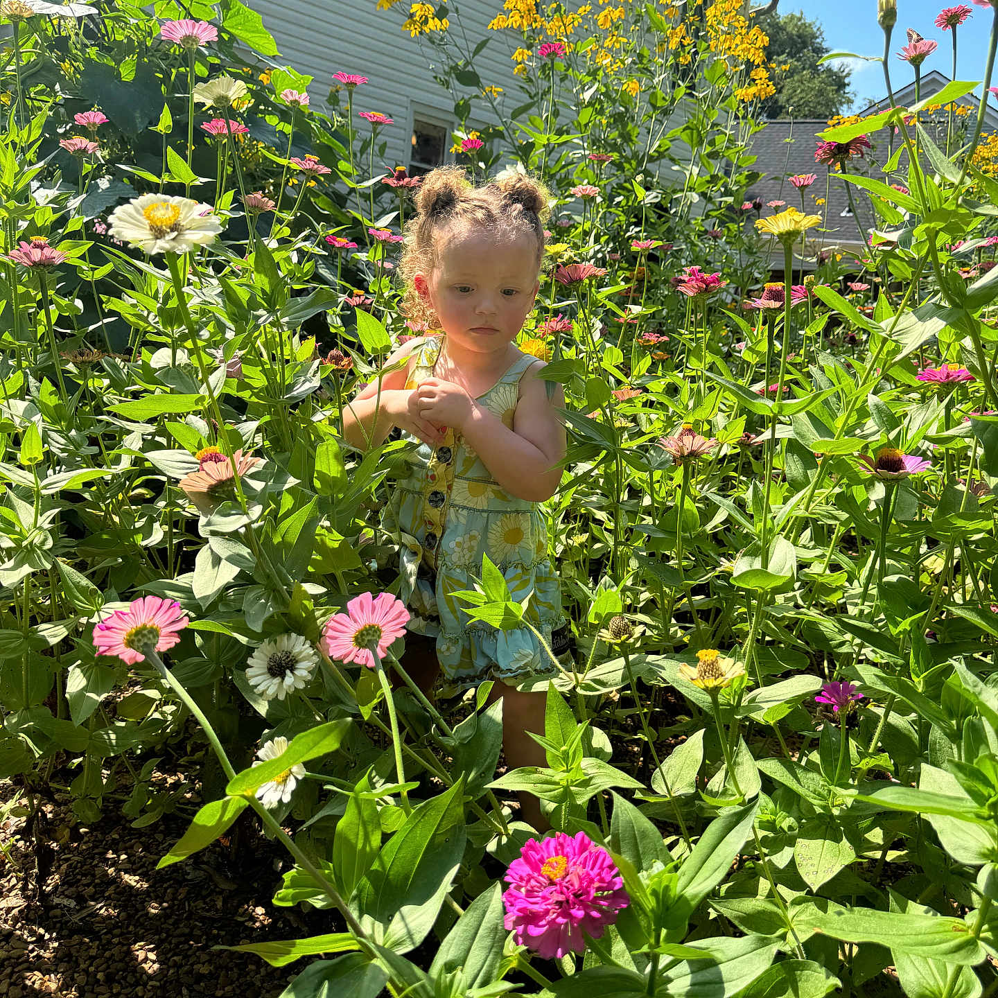 Aphora joined the competition — help win amazing prizes! child, curly_hair, daylight, dress, flower_garden, flowers, garden, green_leaves, house, nature, outdoor, person, pink_flower, plants, portrait, summer, sunlight, toddler, yellow_flower, young_child