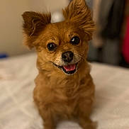Chloe is registered to the contest to win money with this photo: dog, small_dog, brown_dog, fluffy, pet, cute, happy, tongue_out, ears_up, indoor, blanket, bed, portrait, animal, companion, friendly, furry, domestic_animal, canine, smiling