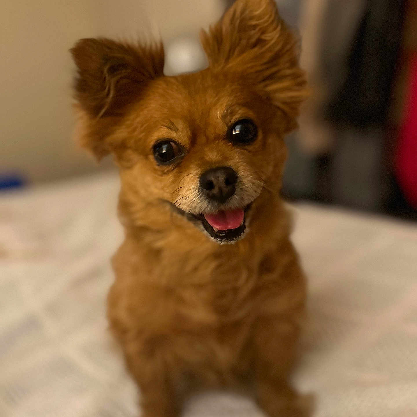 Chloe is registered to the contest to win money with this photo: animal, bed, blanket, brown_dog, canine, companion, cute, dog, domestic_animal, ears_up, fluffy, friendly, furry, happy, indoor, pet, portrait, small_dog, smiling, tongue_out