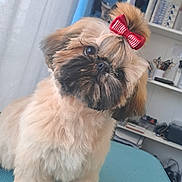 Alba participe au concours pour gagner de l'argent avec cette photo : dog, puppy, fluffy, bow, red_bow, tilted_head, indoor, blue_surface, curious, pet, small_dog, groomed, cute, furry, sitting, domestic_animal, face, ears, fur, companion