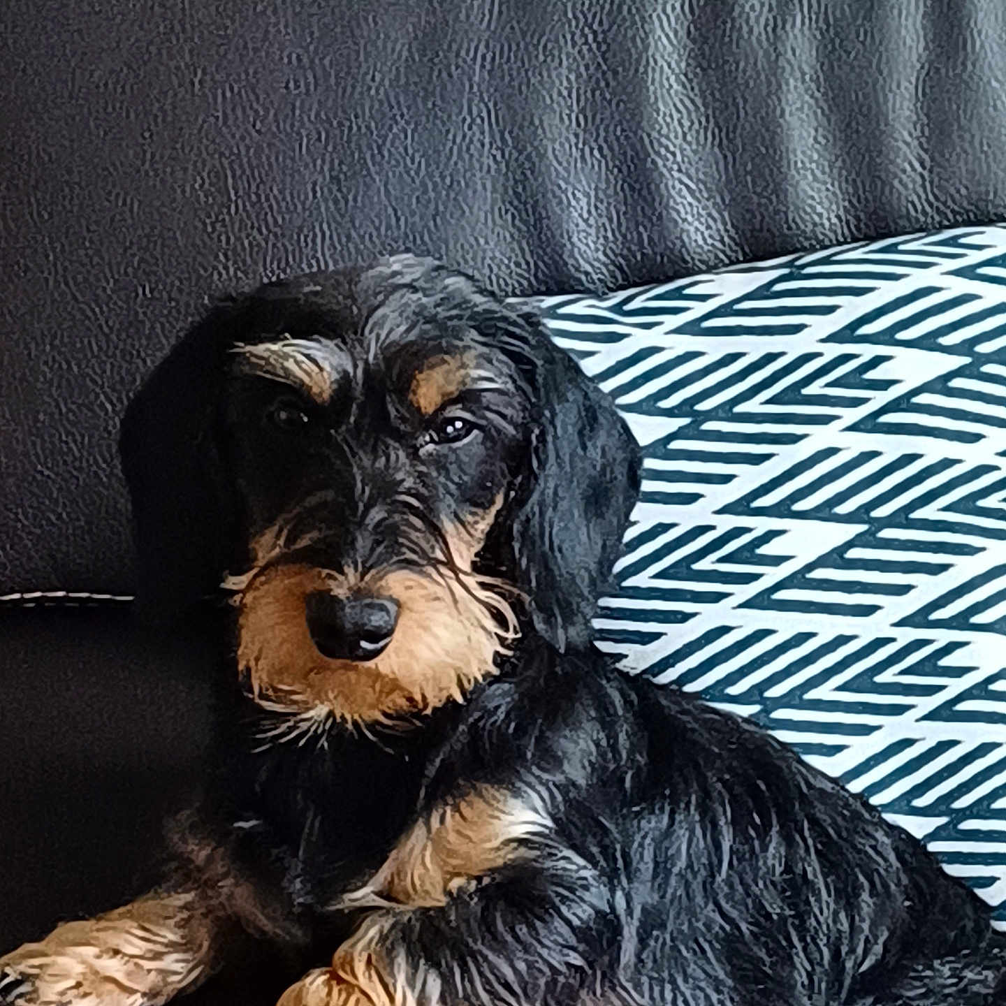 Usko participe au concours pour gagner de l'argent avec cette photo : airedale, animal, bed, canine, cockerspaniel, couch, cushion, dog, dogbed, furniture, homedecor, hound, indoors, papillon, person, pet, poodle, puppy, sleeping, terrier