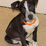 Maggie Mae is registered to the contest to win money with this photo: puppy, dog, black_and_white, orange_collar, pet, cute, animal, indoor, blanket, fur, canine, sitting, young, looking, ears, eyes, nose, paw, domestic, companion