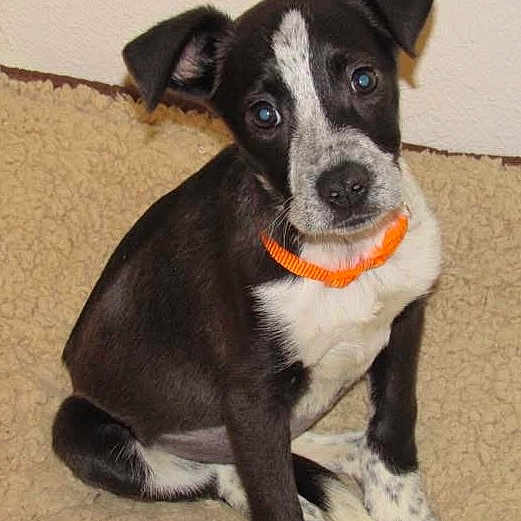 Maggie Mae