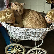 Tabby is registered to the contest to win money with this photo: animal, baby_carriage, blonde_hair, brown, cat, close_up, curled_up, doll_head, face, floor, ginger_cat, indoor, pet, quiet, resting, toy, vintage, wheel, white, wicker_basket