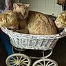 animal, baby_carriage, blonde_hair, brown, cat, close_up, curled_up, doll_head, face, floor, ginger_cat, indoor, pet, quiet, resting, toy, vintage, wheel, white, wicker_basket