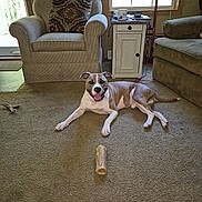 Enzo is registered to the contest to win money with this photo: dog, carpet, living_room, armchair, cushion, window, side_table, bone, toy, smiling_dog, pet, indoor, home, furniture, natural_light, relaxed, canine, floor, chew_toy, collar