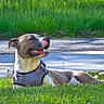 animal, canine, daytime, dog, ears, friendly, grass, greenery, happy, harness, muzzle, nature, outdoor, pet, relaxing, resting, sidewalk, summer, sunlight, tongue
