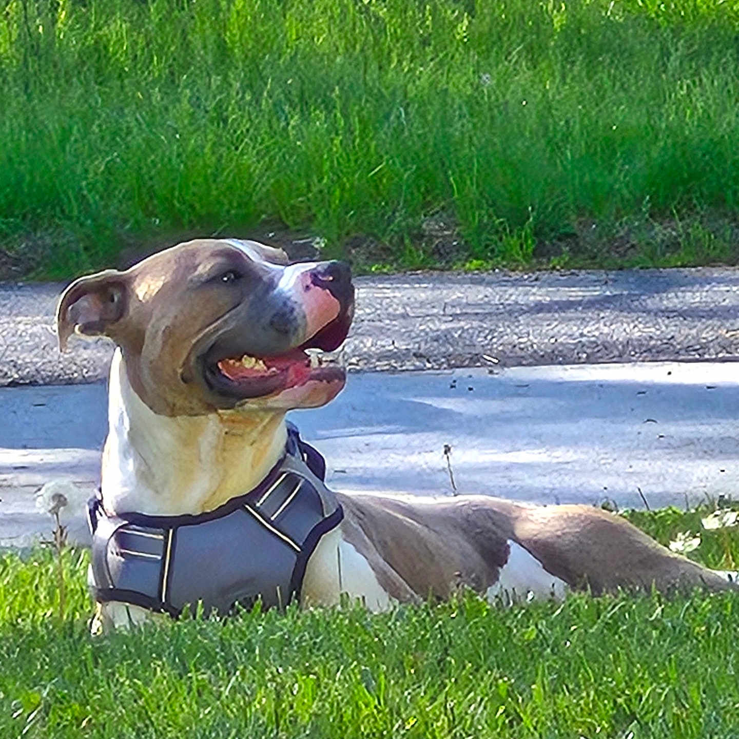 Enzo