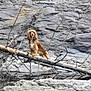 animal, branches, brown_dog, canine, dog, fallen_tree, forest, fur, happy, nature, outdoor, pet, reflection, rocks, scenic, stream, tongue_out, water, white_dog, wildlife