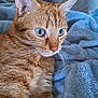Moïse a rejoint le concours — aidez-le/la à gagner de superbes lots ! cat, ginger_cat, blue_eyes, close_up, whiskers, fur, ears, pet, animal, feline, indoor, blanket, soft, comfort, relaxed, portrait, cute, domestic_cat, mammal, cozy