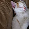 Charmander joined the competition — help win amazing prizes! animal, cat, couch, cozy, cute, domestic_cat, fur, indoor, kitten, leather, nap, orange_spots, paw, pet, relaxing, resting, sleeping, small_animal, whiskers, white_cat