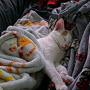 Charmander is registered to the contest to win money with this photo: animal, blanket, cat, comfortable, couch, cozy, feline, fluffy, home, indoor, nap, orange_patches, peaceful, pet, relaxation, resting, sleeping, soft_lighting, warm, white_cat