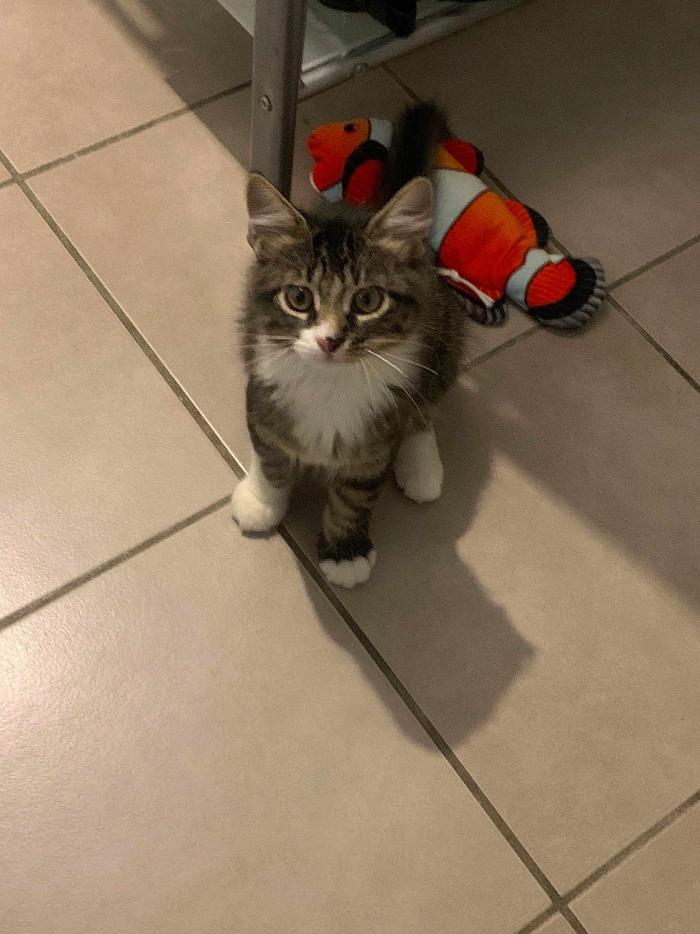 Indiana a rejoint le concours — aidez-le/la à gagner de superbes lots ! kitten, cat, pet, animal, feline, toy, clownfish, plush_toy, floor, tile, indoor, cute, fur, whiskers, paws, looking_up, young, domestic_animal, playful, shadow