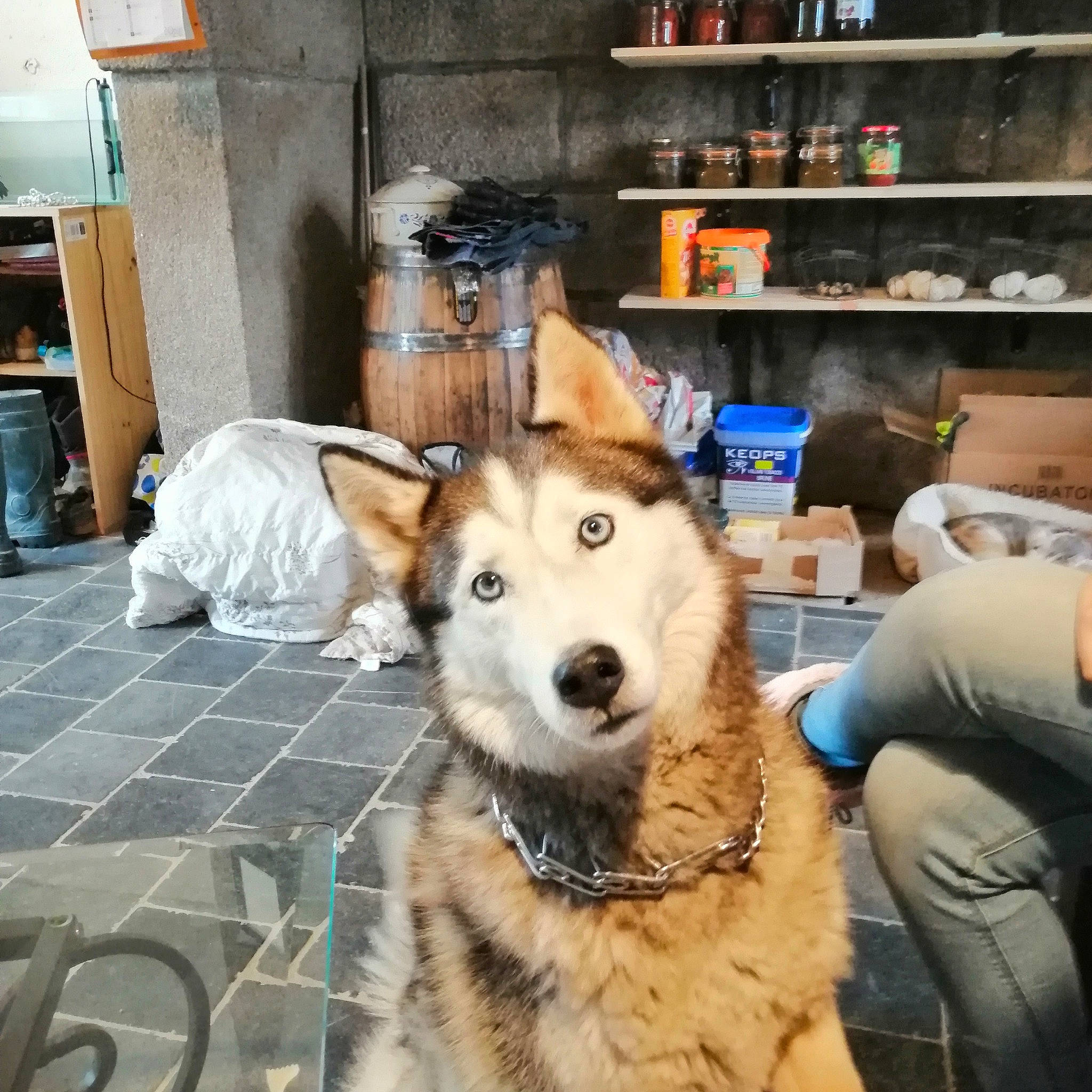 Guyzmo participe au concours pour gagner de l'argent avec cette photo : alaskan_malamute, canidae, carnivore, czechoslovakian_wolfdog, dog, dog_breed, mammal, native_american_indian_dog, northern_inuit_dog, rare_breed_dog, sakhalin_husky, seppala_siberian_sleddog, siberian_husky, sled_dog, snout, tamaskan_dog, vertebrate, west_siberian_laika, wolfdog, working_dog