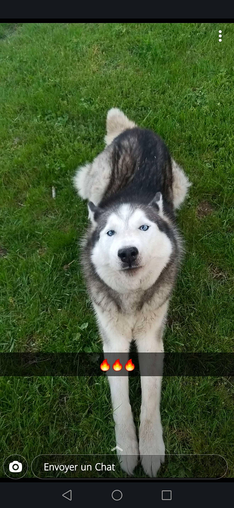 Guyzmo participe au concours pour gagner de l'argent avec cette photo : alaskan_klee_kai, alaskan_malamute, ancient_dog_breeds, canadian_eskimo_dog, canidae, carnivore, companion_dog, dog, dog_breed, mammal, native_american_indian_dog, rare_breed_dog, sakhalin_husky, siberian_husky, sled_dog, snout, sporting_group, vertebrate, wolfdog, working_dog