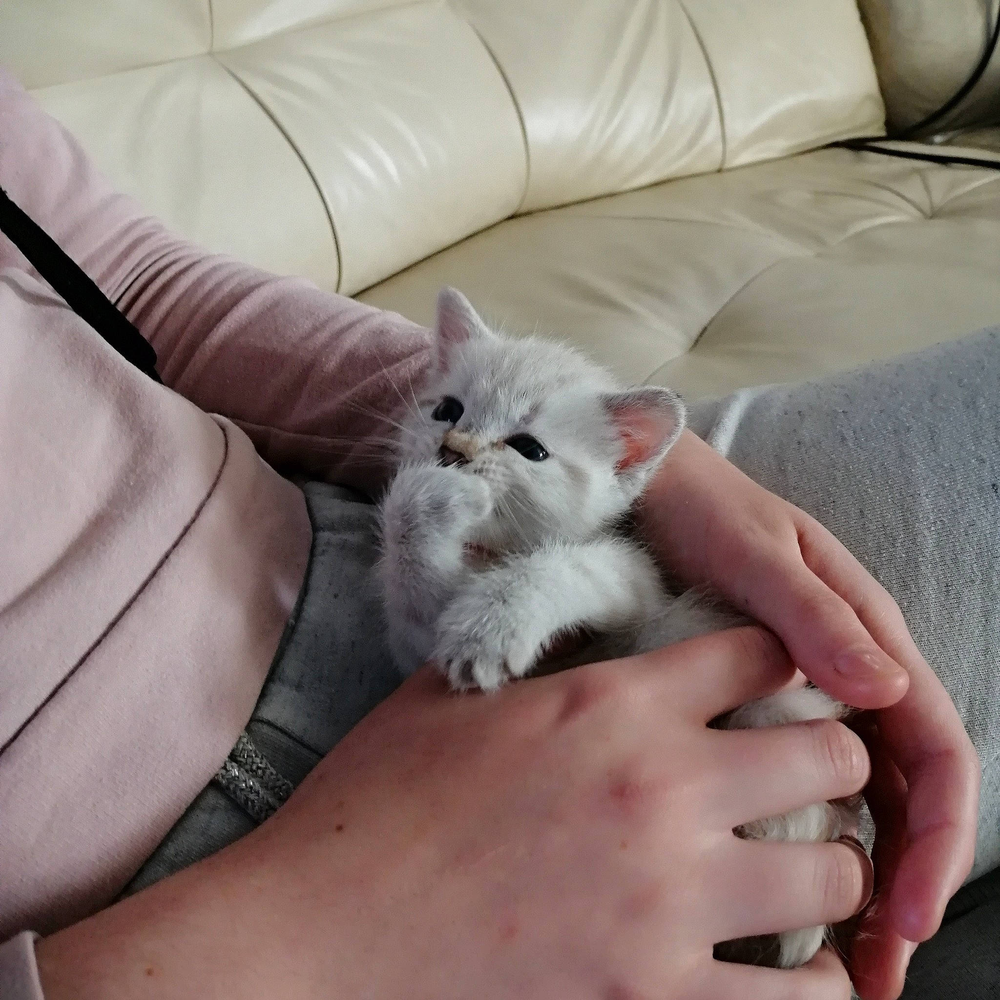 Boulette participe au concours pour gagner de l'argent avec cette photo : asian, british_longhair, british_semi_longhair, british_shorthair, burmilla, carnivore, cat, domestic_short_haired_cat, fawn, felidae, fur, hand, kitten, leg, mammal, persian, ragdoll, skin, small_to_medium_sized_cats, whiskers