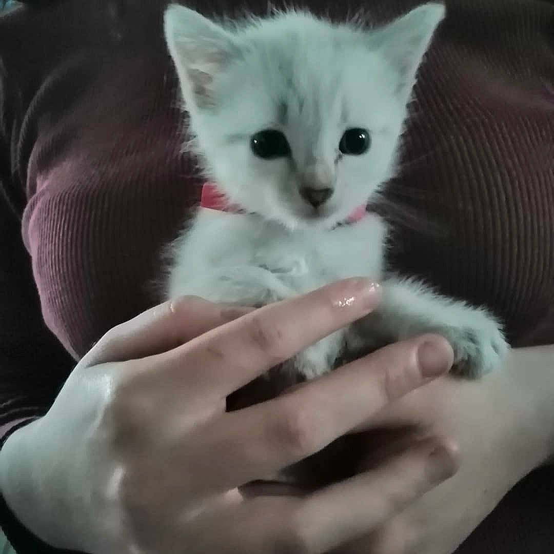 Boulette a rejoint le concours — aidez-le/la à gagner de superbes lots ! asian, burmilla, carnivore, cat, colorpoint_shorthair, domestic_long_haired_cat, domestic_short_haired_cat, ear, eye, felidae, hand, khao_manee, kitten, mammal, ragdoll, small_to_medium_sized_cats, turkish_angora, turkish_van, vertebrate, whiskers