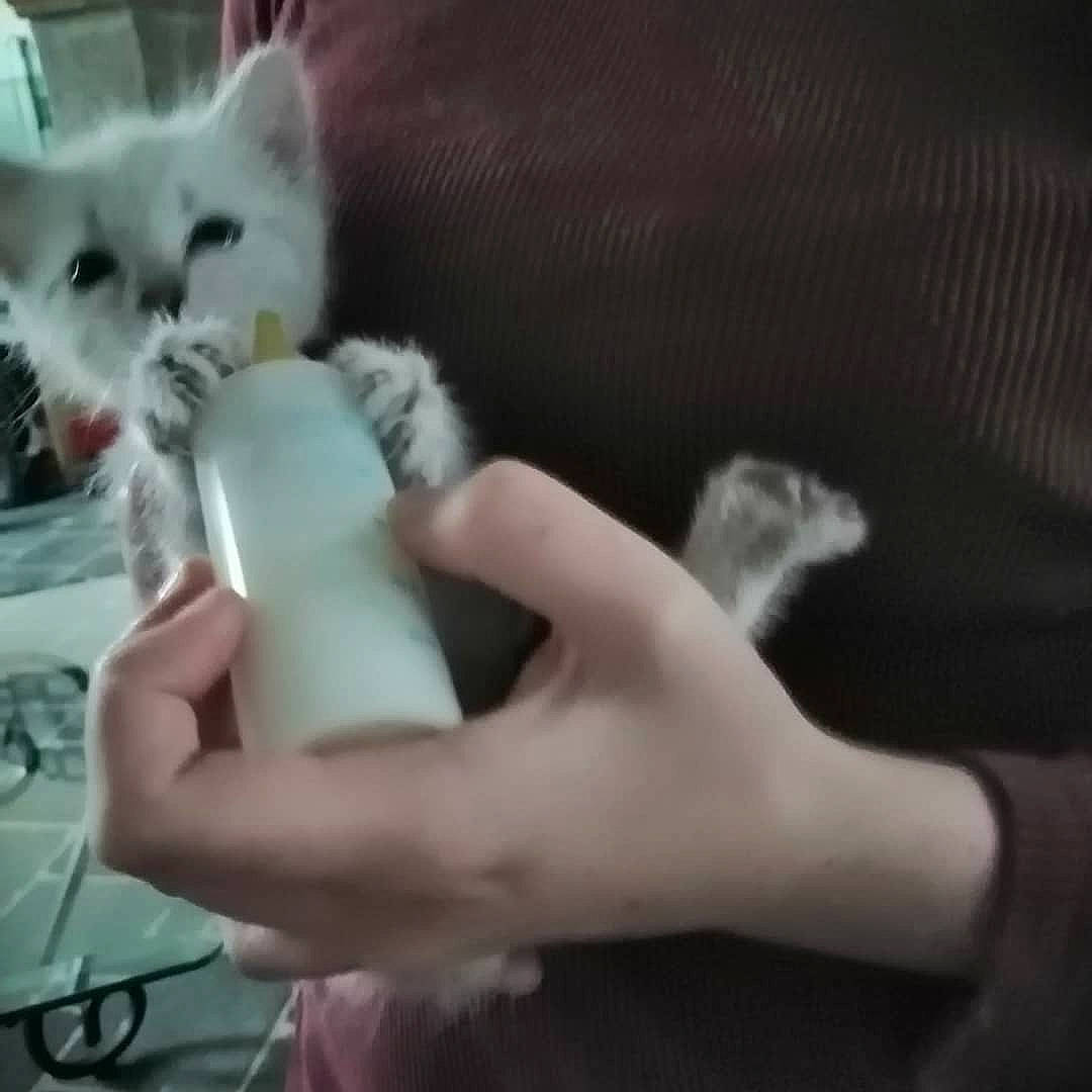 Boulette a rejoint le concours — aidez-le/la à gagner de superbes lots ! american_curl, asian, burmilla, carnivore, cat, domestic_long_haired_cat, domestic_short_haired_cat, felidae, hand, kitten, mammal, nail, persian, polydactyl_cat, ragdoll, skin, small_to_medium_sized_cats, turkish_angora, turkish_van, whiskers