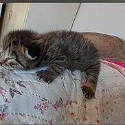 Sac A Main participe au concours pour gagner de l'argent avec cette photo : animal, bed, cat, cozy, cute, fabric, fluffy, fur, home, indoor, kitten, mammal, paw, peaceful, pet, quilt, resting, sleeping, small, young