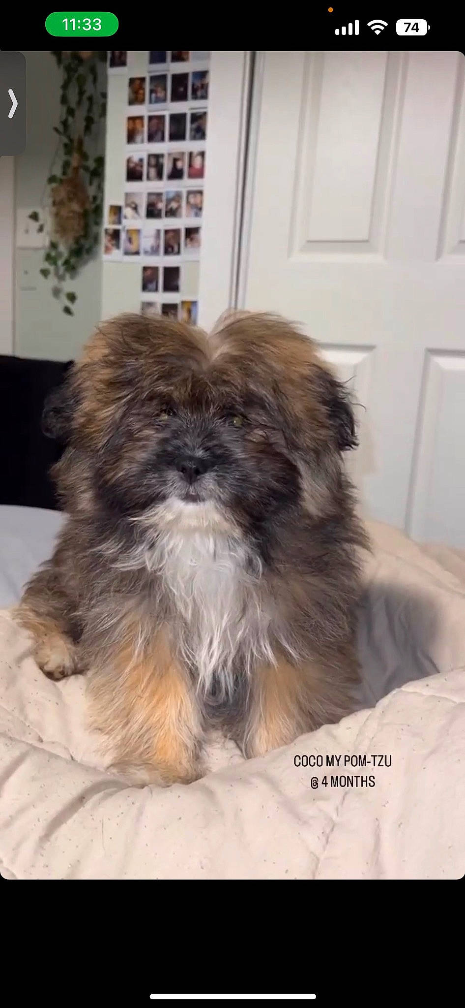 Coco is registered to the contest to win money with this photo: canidae, carnivore, comfort, companion_dog, dog, dog_breed, door, fawn, fur, grey, liver, natural_material, shih_poo, shih_tzu, snout, sporting_group, tail, terrestrial_animal, toy_dog, working_animal