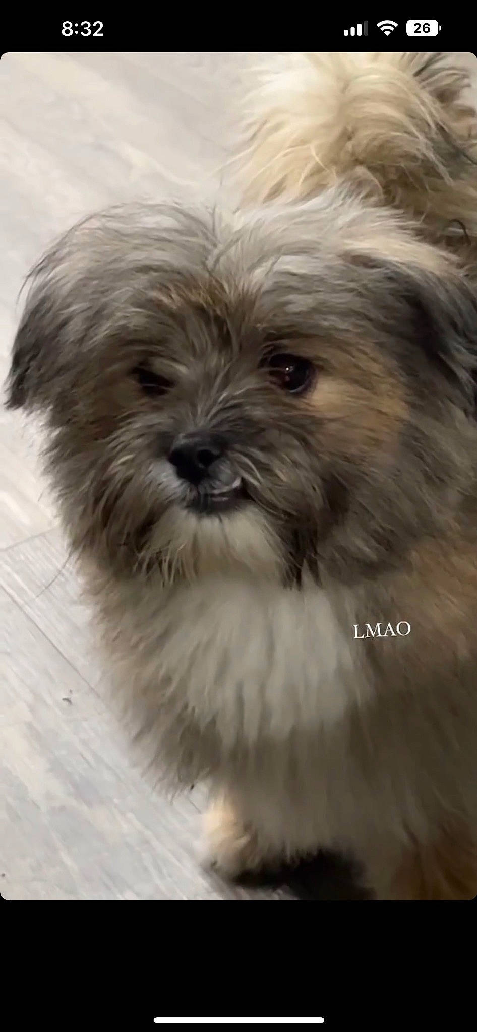 Coco is registered to the contest to win money with this photo: canidae, carnivore, companion_dog, dog, dog_breed, eye, fur, hair, head, liver, maltepoo, shih_tzu, small_terrier, snout, sporting_group, terrestrial_animal, terrier, toy_dog, whiskers, working_animal