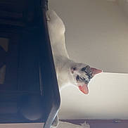 Louve participe au concours pour gagner de l'argent avec cette photo : cat, white_cat, furniture, wood, curtains, lace, window, indoor, pet, animal, curious, looking, ears, face, light, shadow, wall, home, cozy, quiet