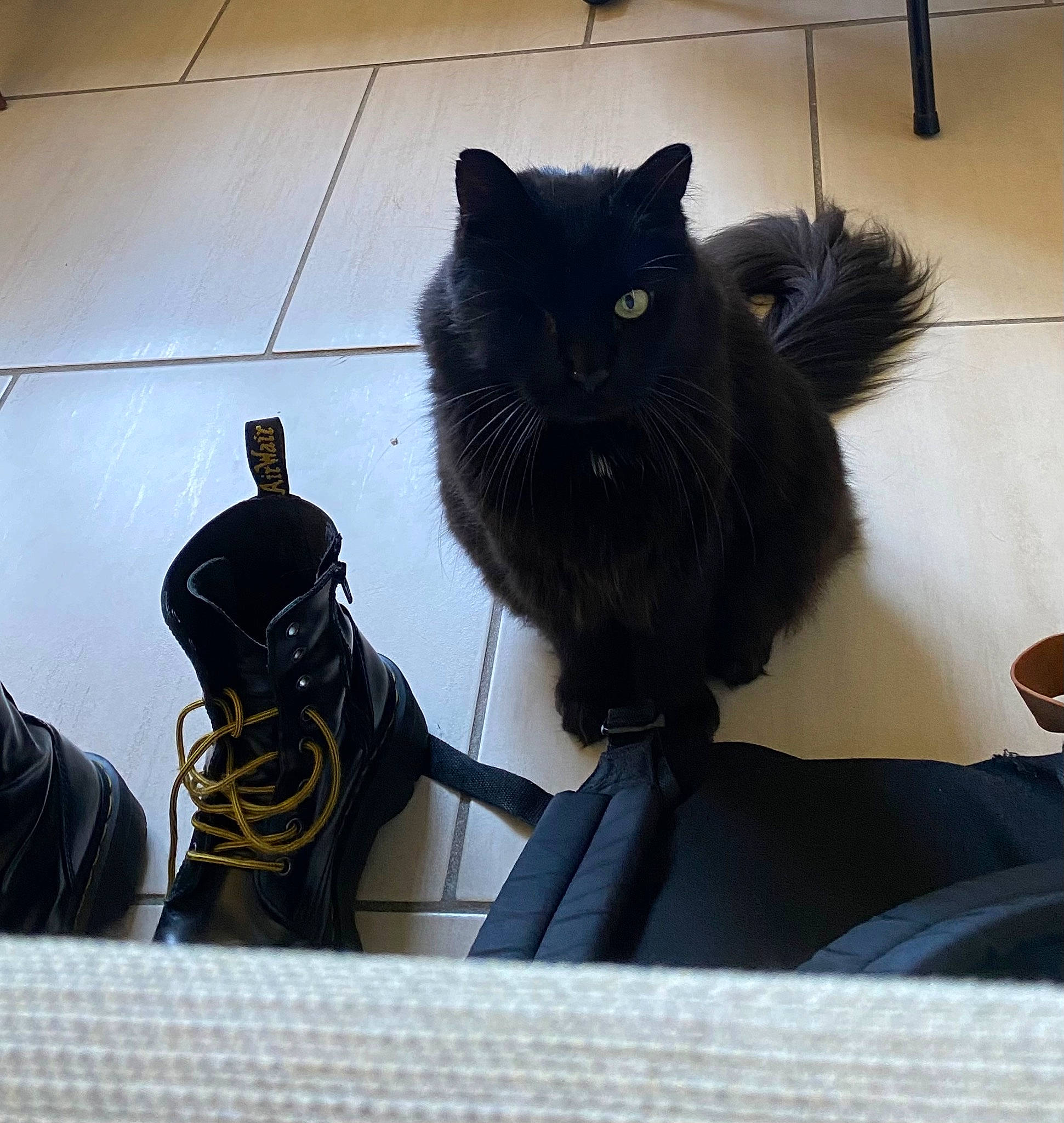 Melchior a rejoint le concours — aidez-le/la à gagner de superbes lots ! bag, black_cat, bombay, carnivore, cat, claw, comfort, domestic_short_haired_cat, felidae, floor, flooring, fur, grey, human_leg, personal_protective_equipment, small_to_medium_sized_cats, snout, sportswear, tail, whiskers