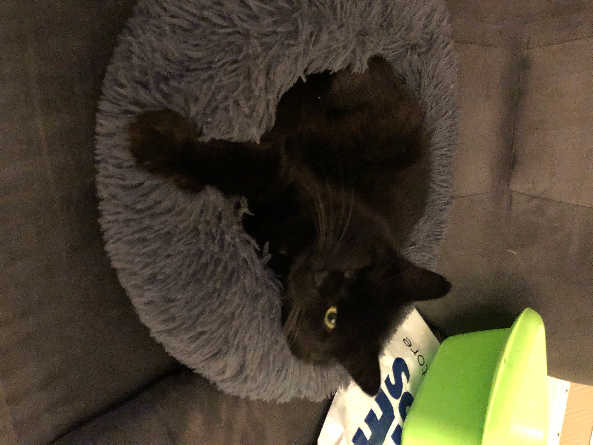 Melchior a rejoint le concours — aidez-le/la à gagner de superbes lots ! black_cat, carnivore, cat, cat_furniture, cat_supply, cat_toy, claw, comfort, domestic_short_haired_cat, felidae, fur, grey, paw, pet_supply, small_to_medium_sized_cats, snout, tail, terrestrial_animal, whiskers