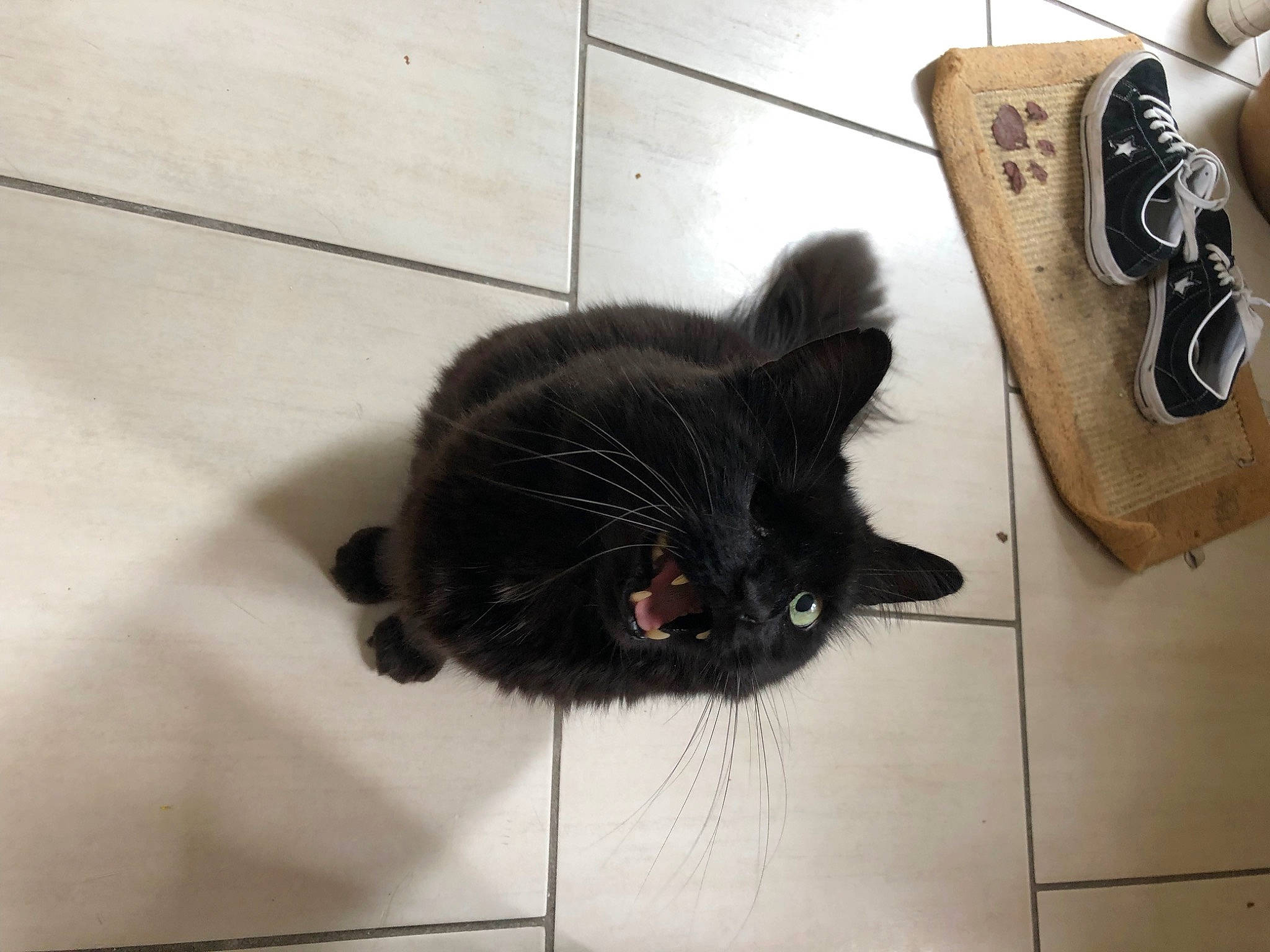 Melchior participe au concours pour gagner de l'argent avec cette photo : black_cat, bombay, carnivore, cat, claw, dog_breed, domestic_short_haired_cat, felidae, flooring, fur, small_to_medium_sized_cats, tail, terrestrial_animal, whiskers