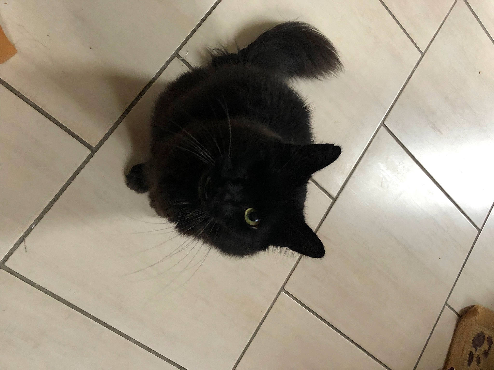 Melchior a rejoint le concours — aidez-le/la à gagner de superbes lots ! black_cat, carnivore, cat, claw, comfort, dog_breed, domestic_short_haired_cat, felidae, floor, flooring, fur, grey, hardwood, small_to_medium_sized_cats, snout, tail, tile_flooring, tints_and_shades, whiskers, wood