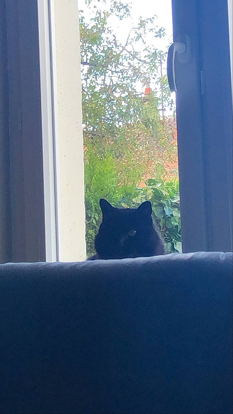 Melchior participe au concours pour gagner de l'argent avec cette photo : black_cat, carnivore, cat, comfort, door, electric_blue, felidae, glass, grass, house, plant, shade, small_to_medium_sized_cats, tail, tints_and_shades, tree, whiskers, window, window_treatment, wood