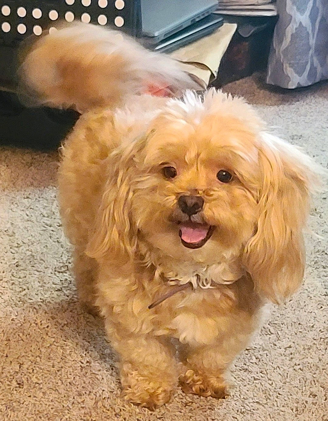 Gizzy is registered to the contest to win money with this photo: canidae, carnivore, companion_dog, dog, dog_breed, dog_supply, fur, laptop, non_sporting_group, poodle_crossbreed, puppy_love, road_surface, shih_poo, small_terrier, sporting_group, terrier, toy_dog, water_dog, working_animal, yorkipoo