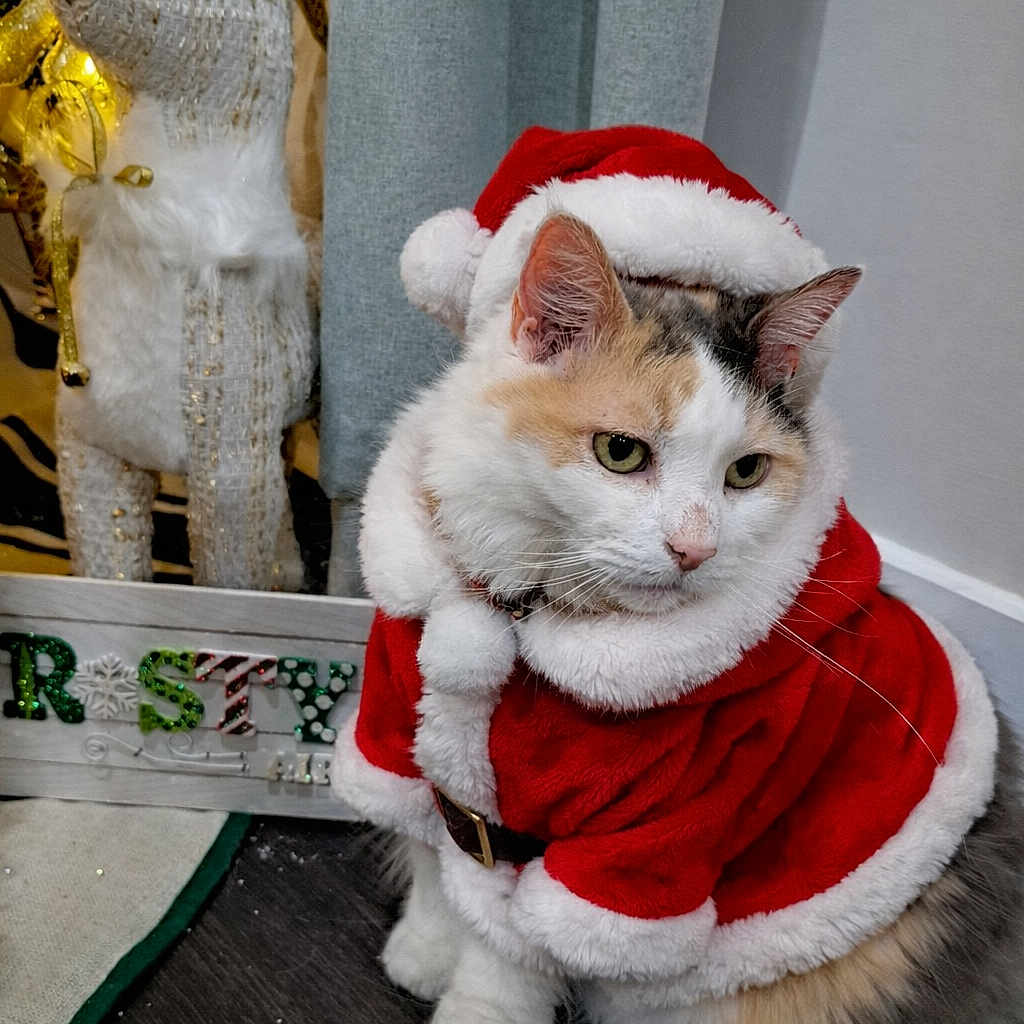 Chloe is registered to the contest to win money with this photo: animal, cat, christmas, costume, curtain, cute, decoration, festive, floor, fur, green, holiday, holiday_decor, indoor, ornament, pet, red, reindeer, santa_claus_costume, white
