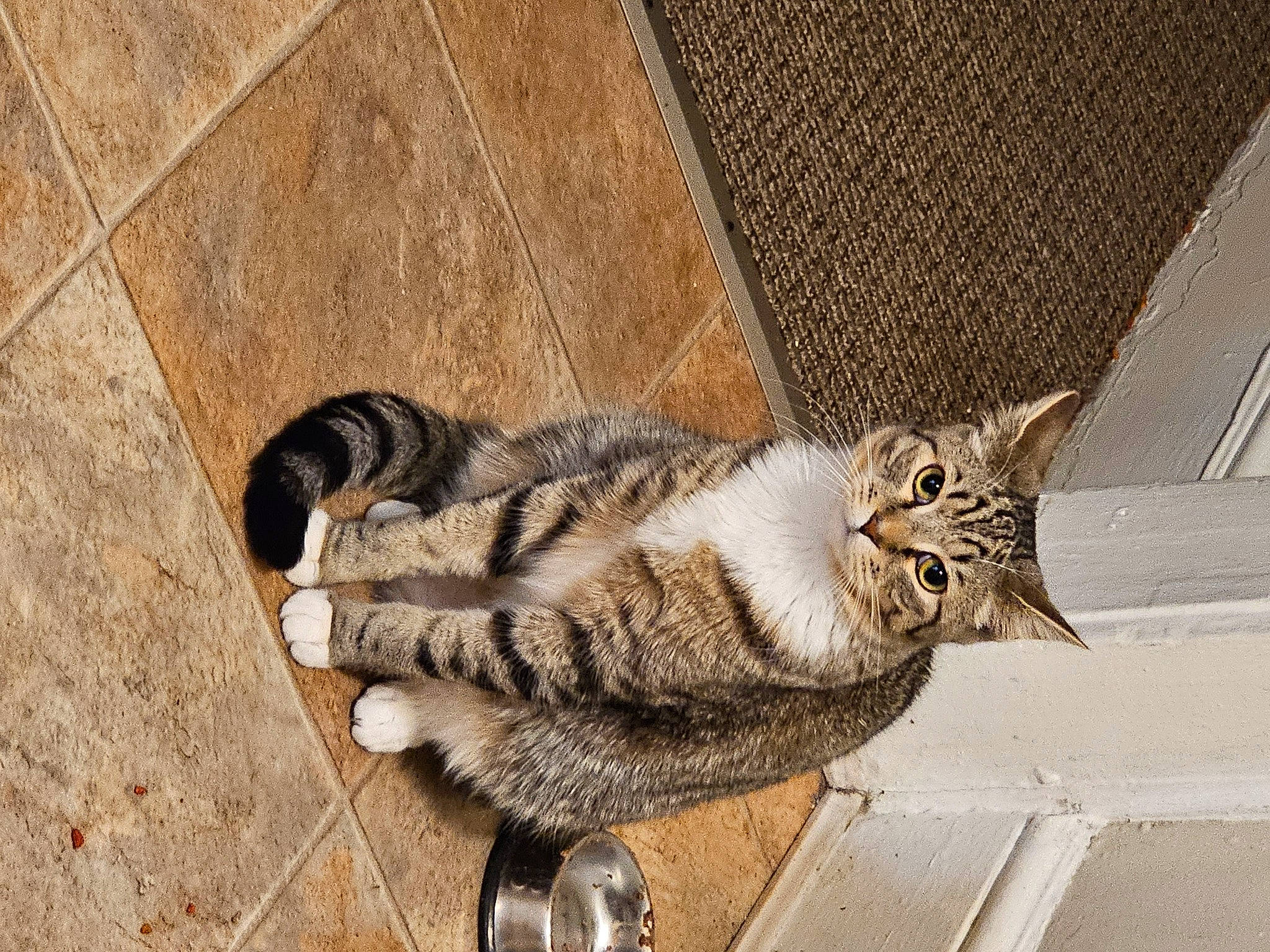 Skippy joined the competition — help win amazing prizes! carnivore, cat, claw, domestic_short_haired_cat, eye, felidae, flooring, foot, fur, grey, leg, paw, road_surface, small_to_medium_sized_cats, snout, tail, terrestrial_animal, whiskers, window, wood