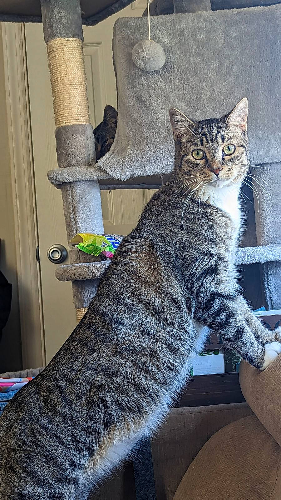 Skippy joined the competition — help win amazing prizes! carnivore, cat, claw, comfort, domestic_short_haired_cat, felidae, fur, grey, paw, sitting, small_to_medium_sized_cats, snout, tail, terrestrial_animal, whiskers