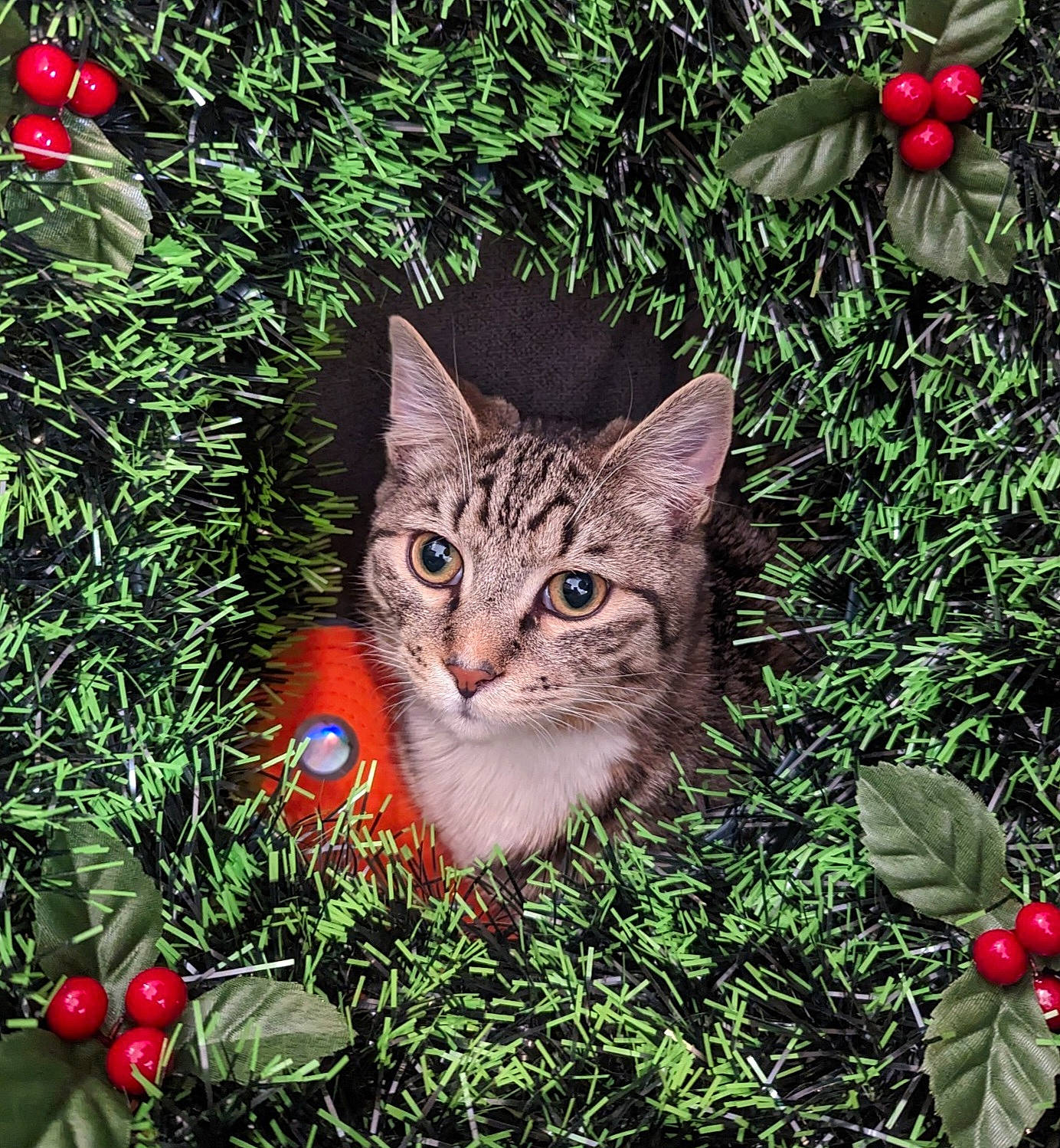 Skippy joined the competition — help win amazing prizes! carnivore, cat, christmas_ornament, domestic_short_haired_cat, fawn, felidae, fur, grass, groundcover, holiday, holiday_ornament, leaf, organism, plant, small_to_medium_sized_cats, snout, tail, terrestrial_animal, tree, whiskers