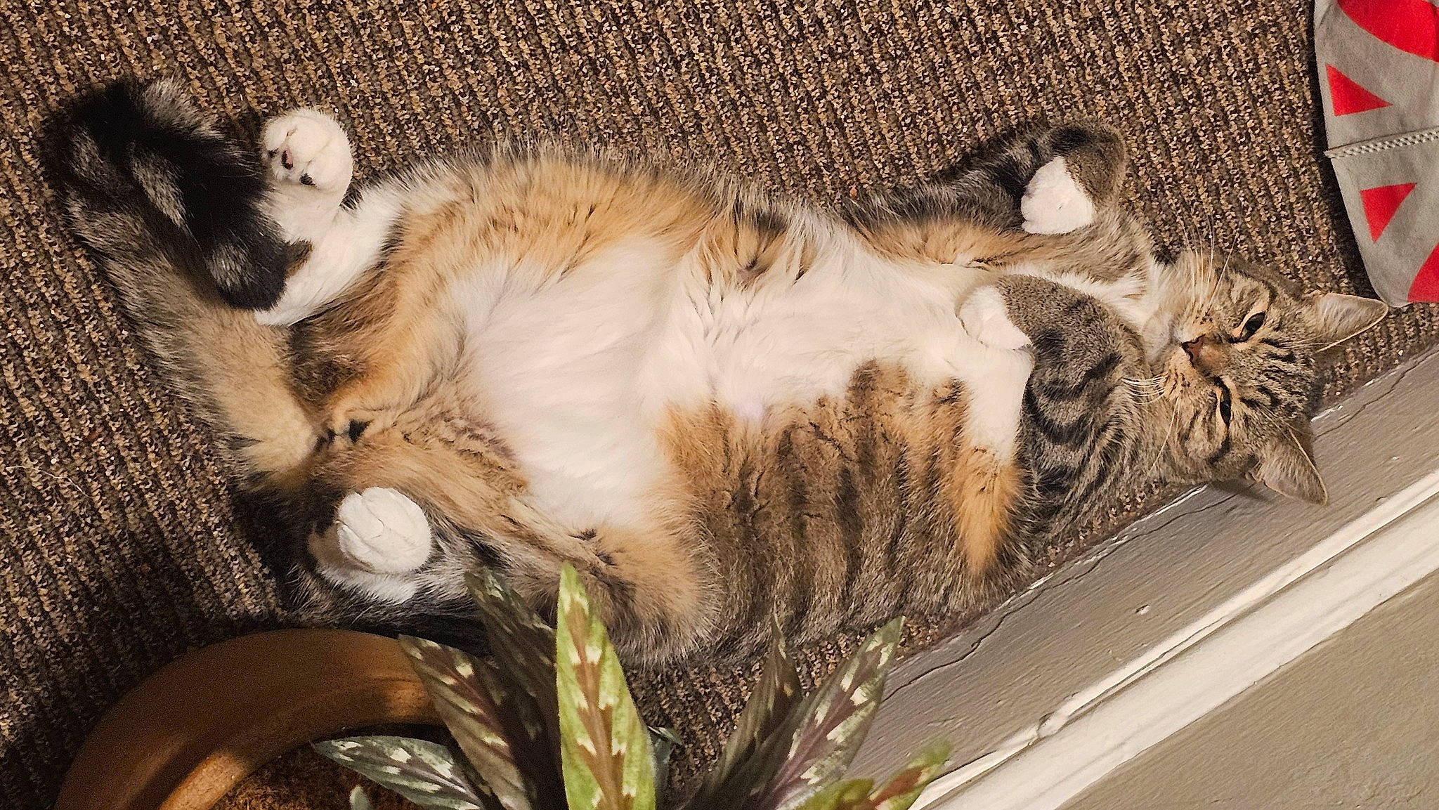 Skippy is registered to the contest to win money with this photo: art, canidae, carnivore, cat, claw, comfort, companion_dog, domestic_short_haired_cat, fawn, felidae, fur, mammal, nap, paw, sleep, small_to_medium_sized_cats, tail, terrestrial_animal, whiskers, wildlife