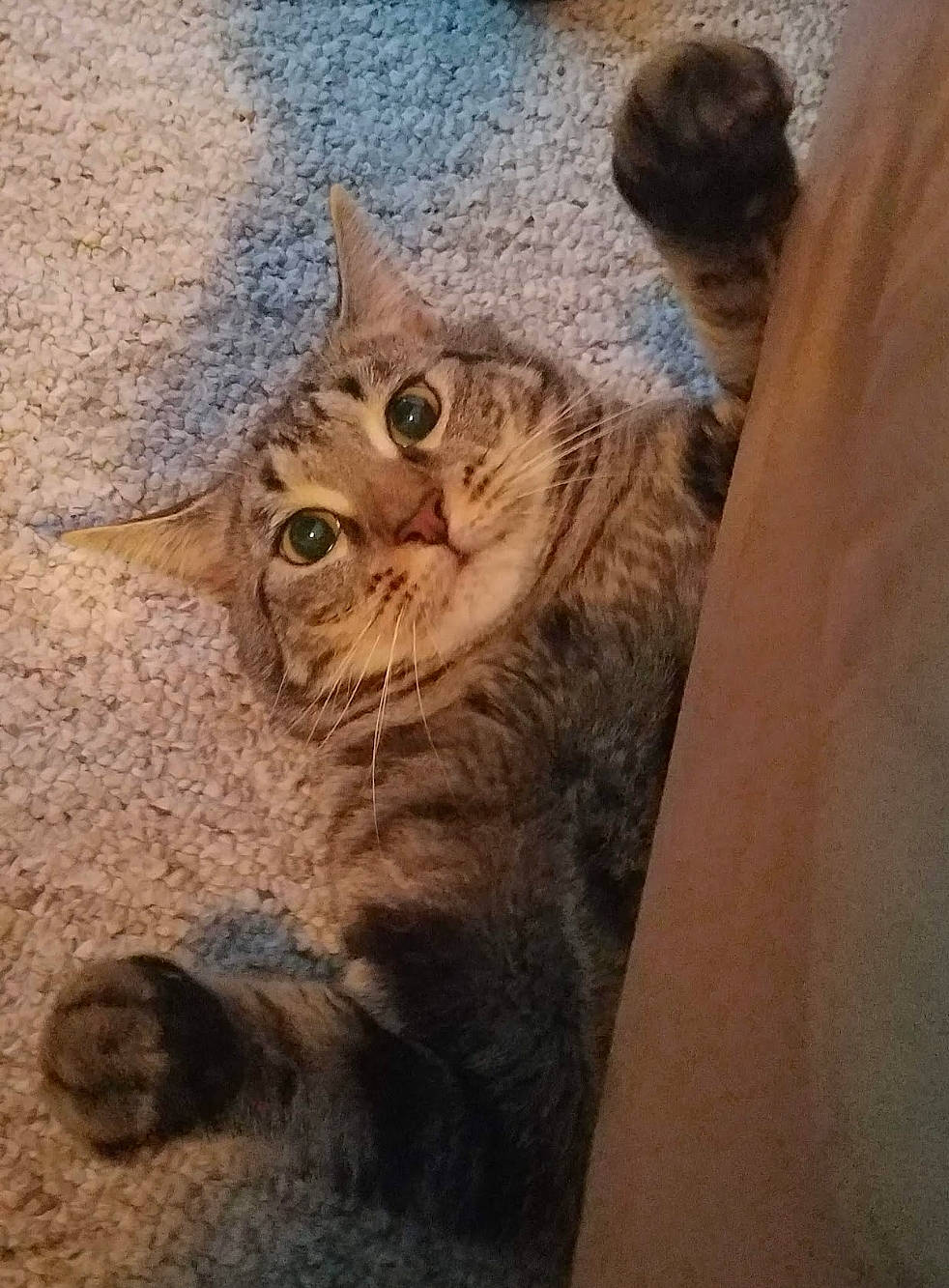 Buddy joined the competition — help win amazing prizes! carnivore, cat, claw, cloud, domestic_short_haired_cat, door, felidae, fur, hardwood, paw, shadow, small_to_medium_sized_cats, snout, tail, terrestrial_animal, whiskers, window, wood