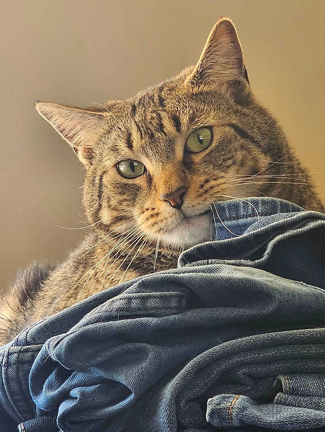 Buddy is registered to the contest to win money with this photo: bobcat, carnivore, cat, claw, comfort, domestic_short_haired_cat, felidae, fur, paw, sitting, small_to_medium_sized_cats, snout, terrestrial_animal, whiskers, wildlife, window