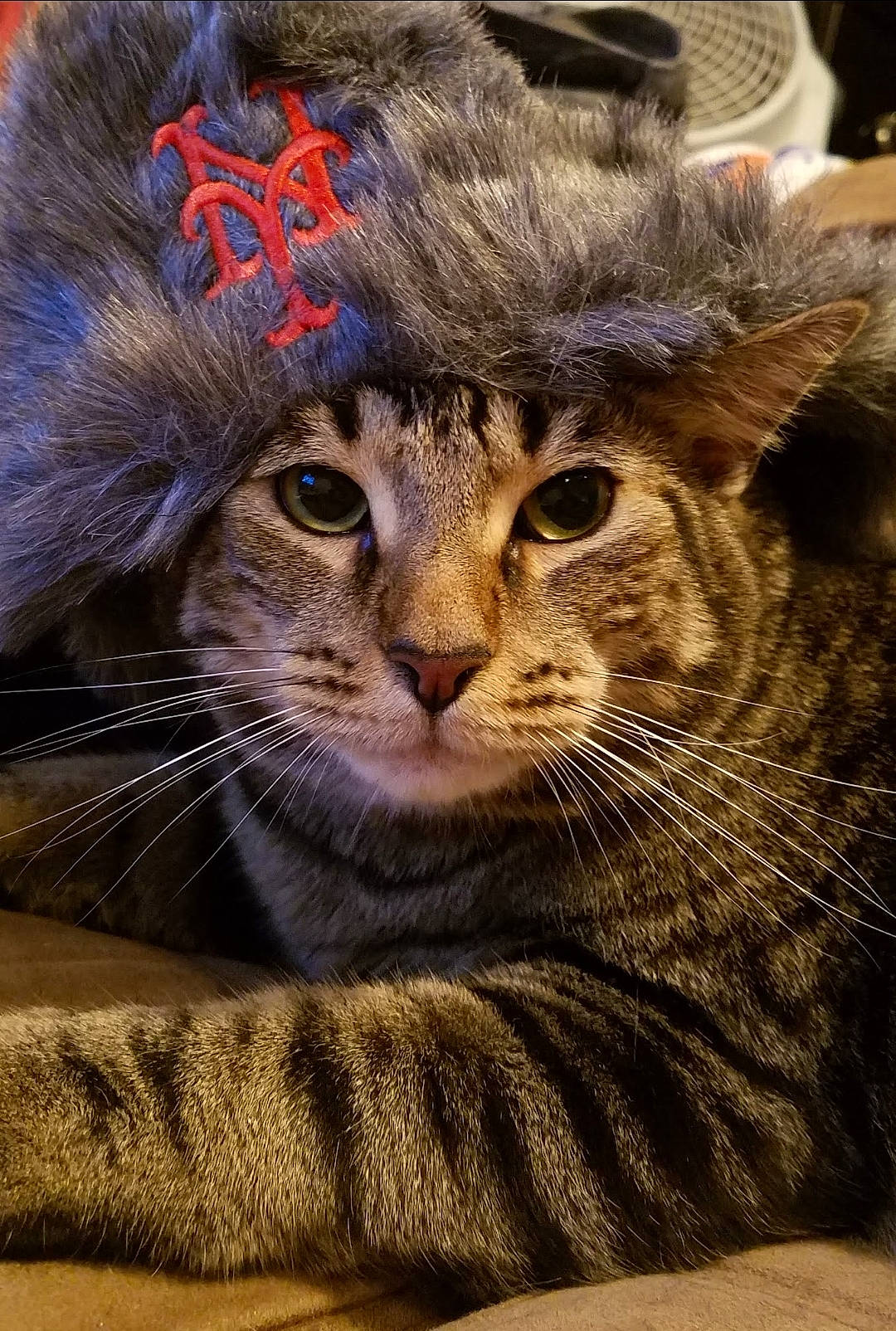 Buddy is registered to the contest to win money with this photo: cap, carnivore, cat, claw, costume_hat, domestic_short_haired_cat, felidae, fur, grass, hat, paw, photo_caption, plant, small_to_medium_sized_cats, snout, tail, terrestrial_animal, tree, whiskers, wildlife