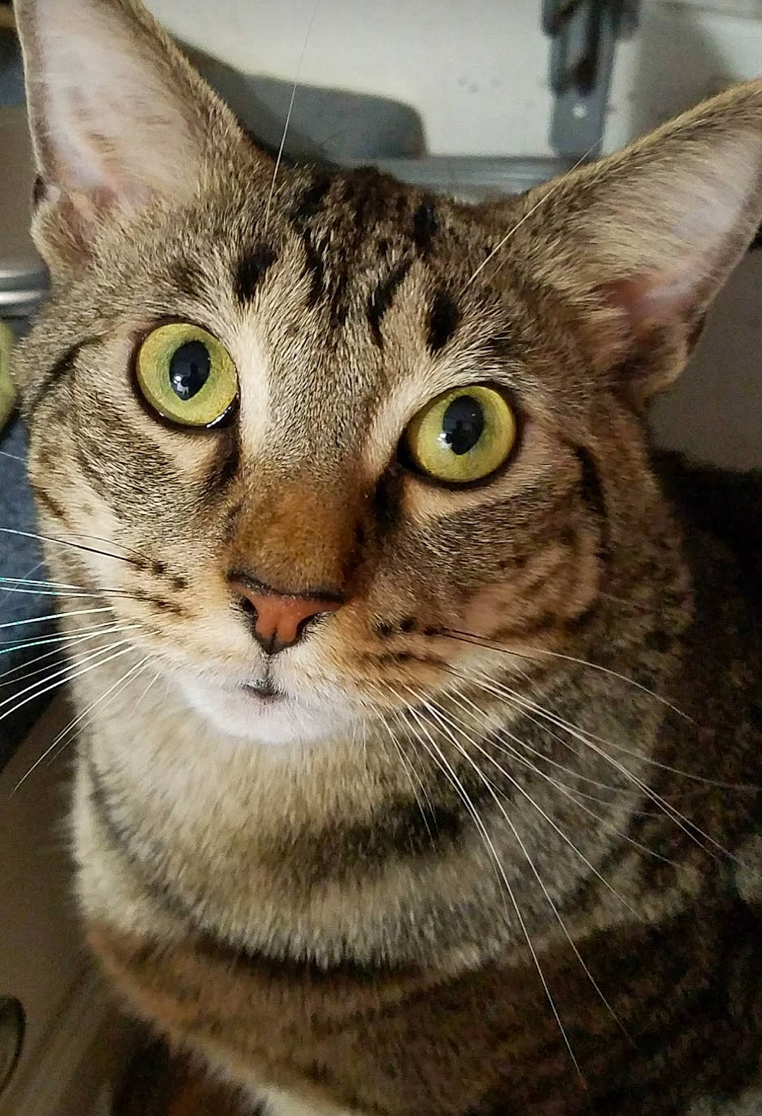 Buddy is registered to the contest to win money with this photo: carnivore, cat, domestic_short_haired_cat, ear, felidae, fur, small_to_medium_sized_cats, snout, whiskers