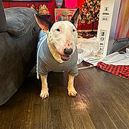 Gypsy is registered to the contest to win money with this photo: bull_terrier, christmas_tree, dog, ears_up, festive, flooring, happy, holiday_decorations, home, indoor, living_room, pet, red_wall, smiling, sofa, sweater, television, tv_box, wooden_floor, wrapping_paper