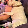 affection, beard, bull_terrier, casual, collar, comfort, companion, couch, dog, embrace, friendship, glasses, home, indoor, man, pet, relaxing, resting, seated, shoulder